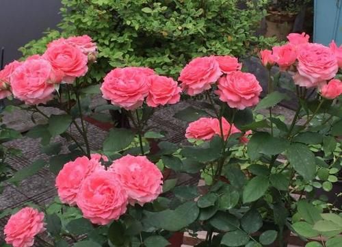 室内养花需要注意什么?初为新手,将这5点做到位就好