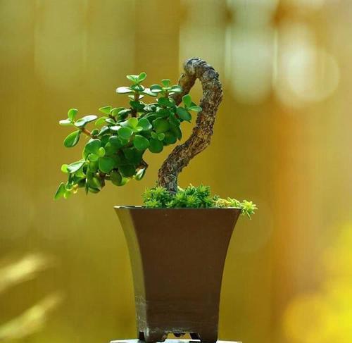 花卉|居家养花，推荐你养这3种，摆一盆大气上档次，值得拥有