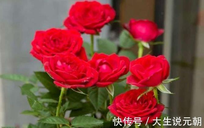 4种旺运花,吉祥添富贵,谁见了都喜欢,第一种已经被迷住了!