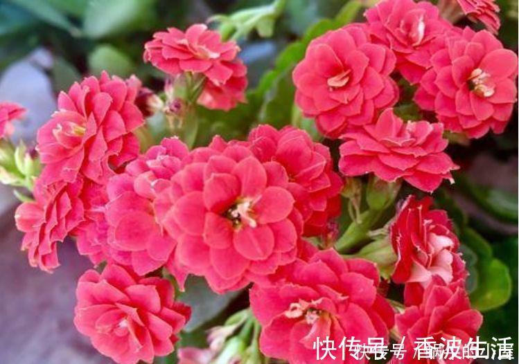 5种花自带财运，一年四季开花不断，花姿优雅，花开直接爆满盆