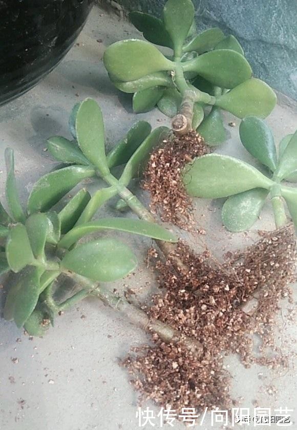 新的一年，给玉树“剃剃头”，主干长得更粗，侧枝还能扦插