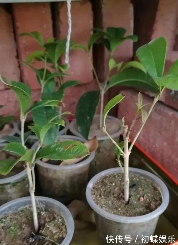天热了就插4种花,生根快长势好,一插一大盆