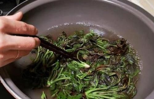 老香椿葉泡水喝的功效