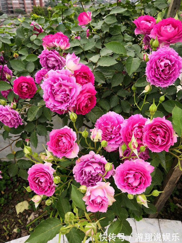 存活|喜欢养花,不如养盆金鱼草,好养易存活,轻松爆盆,花朵蹭蹭地冒