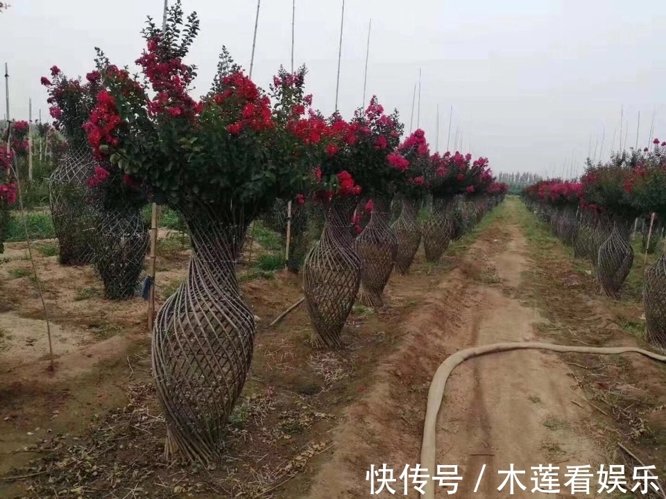 枝条|紫薇盆景什么时候修剪好对的时间修剪对的枝条,枝壮叶茂开花美