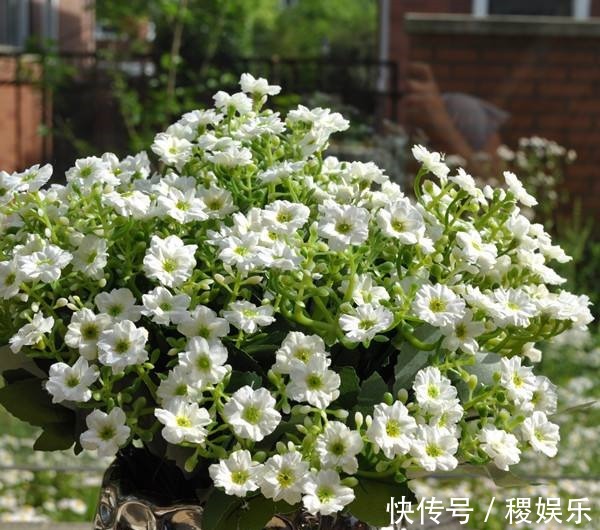 养殖米兰花浇水不当导致花卉死亡,注意几点,轻轻松松恢复活力