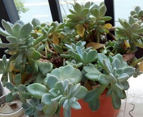 这些年“懒养”多肉的人都后悔了吧，毕竟满足这些植株才长得美