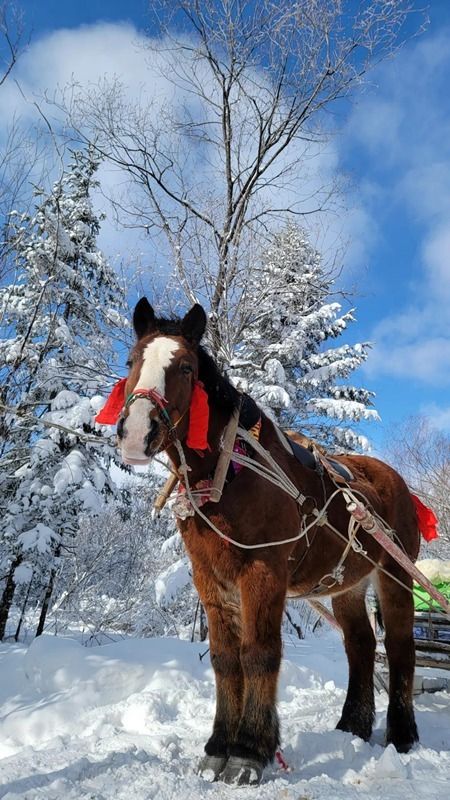 和龙市|12月26日！第七届老里克赏雪节“云开幕”！