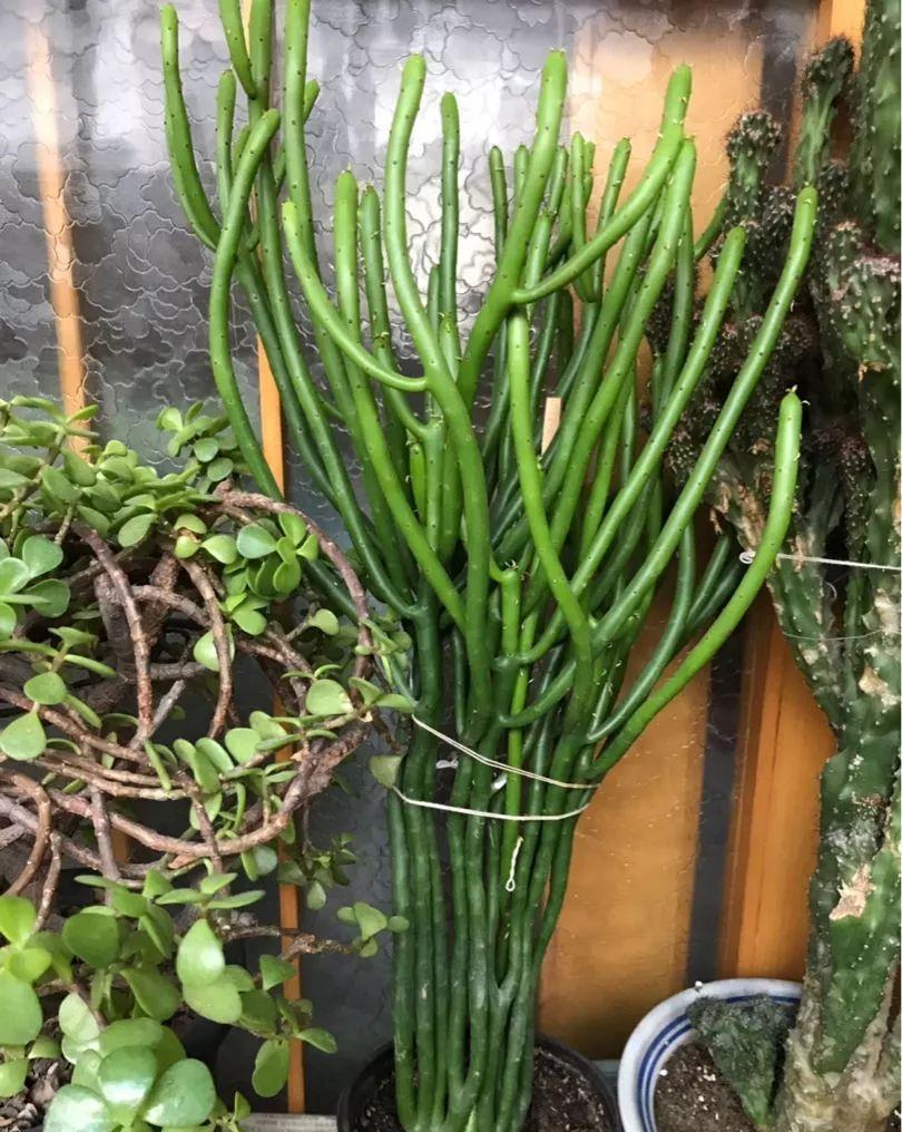 养花:6种“丑八怪”,放在家里能镇宅,养的越久越气派