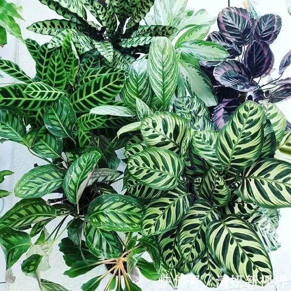 夏天|到了夏天，5种花喜水，越浇越旺，轻松长满盆，第2种开花漂亮