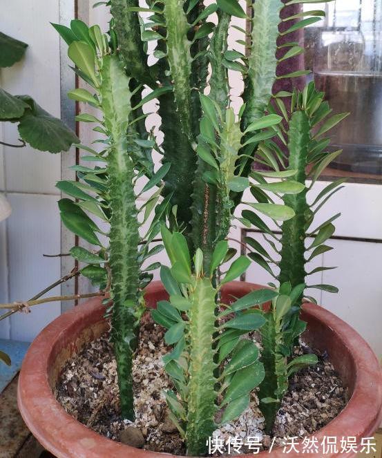 盆栽|这3款植物虽其貌不扬,室内盆栽,却能让家里变成“天然氧吧”