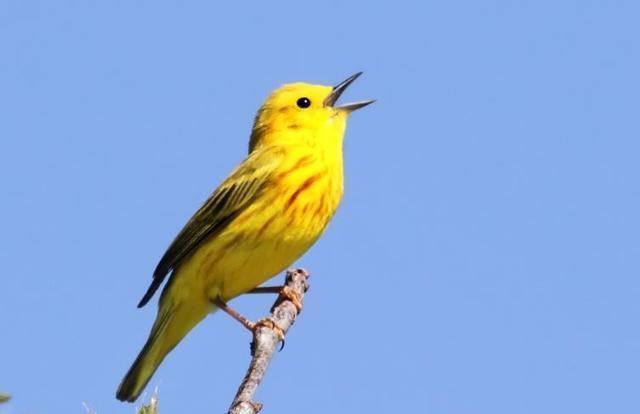 小游戏|一岁宝宝,在家不花一分钱,6个小游戏,提高宝宝智力!