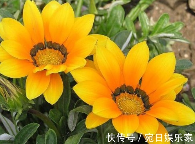 阴历|孩子出生在阴历这3天,孝顺乖巧出人头地,父母享福生活美好