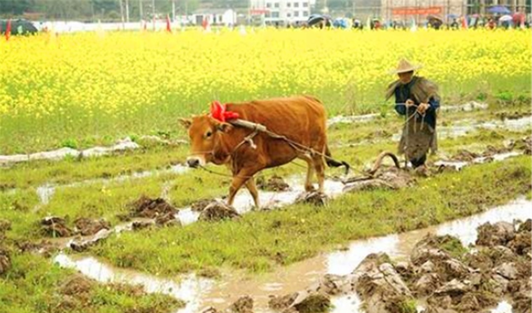 雍正皇帝|雍正皇帝赏赐老农八品顶戴到底是怎么回事?