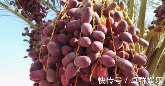 鳄梨|冬季养生常吃四种食物,延缓衰老,降压降脂,增强抵抗力