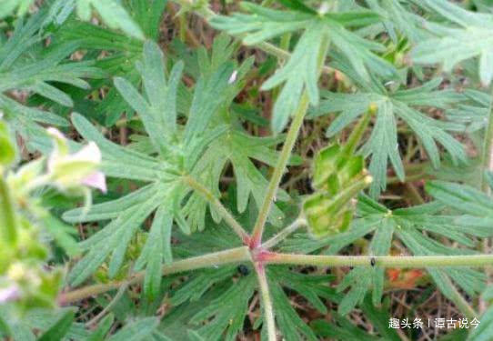 老鸦嘴|水井边野草,长相似艾草,人们叫它“老鸦嘴”,老农的最爱