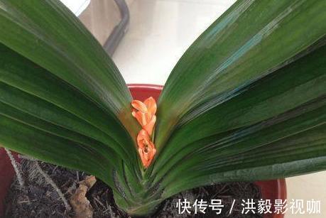 抽葶|专业应对君子兰夹箭技巧,3天抽箭开花,简单粗暴又有效