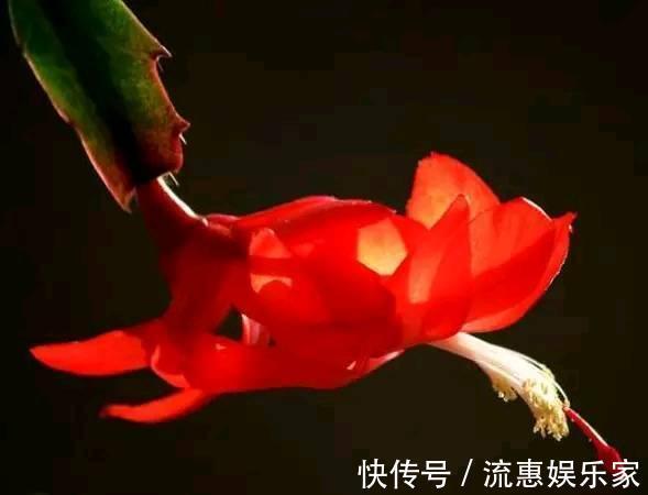 蚧壳虫|蟹爪兰一晒太阳就变样,叶片变成“松松垮垮”,这几点要注意