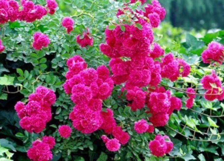 4款艳美的花卉,花大色艳花期长,开花量大,花开枝繁叶茂