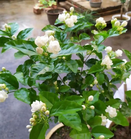 香味|开花植物没香味关键原因有2点,给它做充足,只要开花满屋飘香