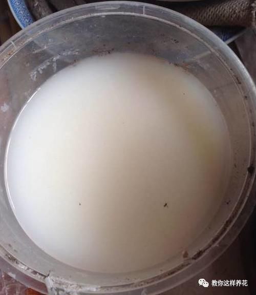 养花的旧土别扔，一招巧变新土，肥沃透气，花儿蹭蹭长！