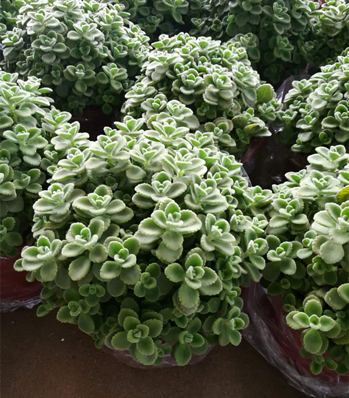 自带“体香”的盆栽，家里养一盆，四处清香，好吃又好养