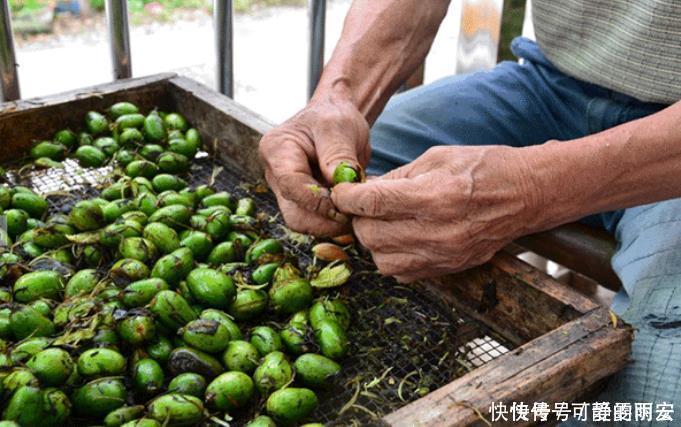 罕见|南方这“罕见”水果,新鲜卖不出,晒干卖80元一斤,果农却不愿种