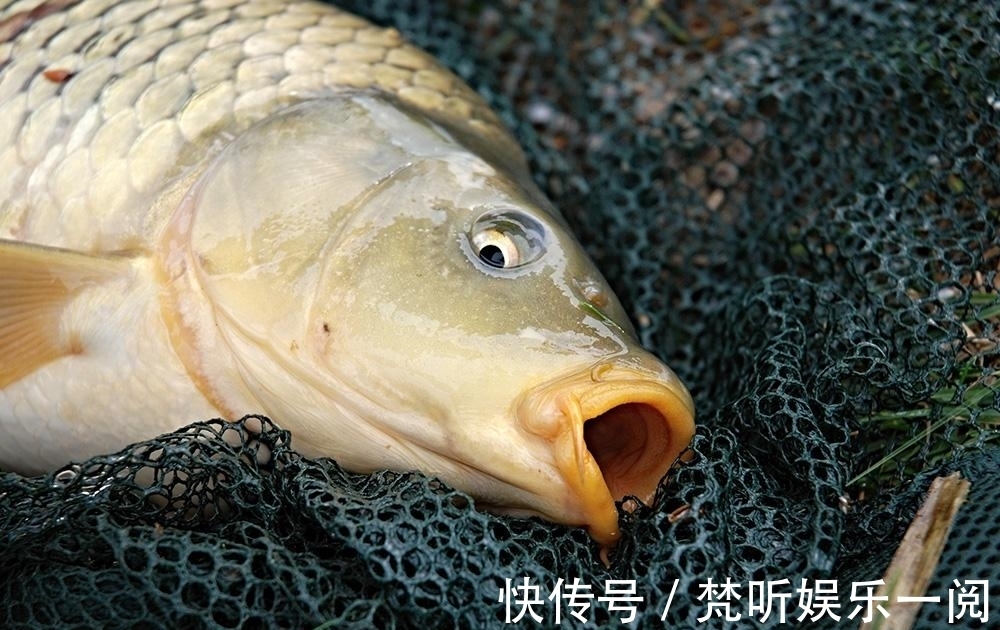 野生鲤鱼的最爱,不是玉米粒,也不是麦粒,而是这三种饵料