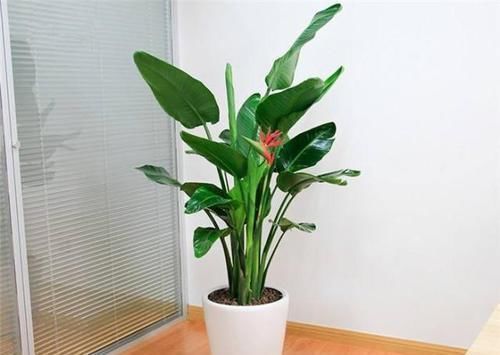 有害气体|客厅再小，也要养盆它，寓意好还养眼，一盆能养许多年