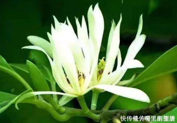 这“4种花”再穷也要养,还能带来财运,难怪有钱人家都会摆放