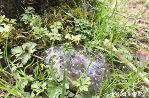 不懂就问!万能的网友,这些奇怪的东西,都是啥啊