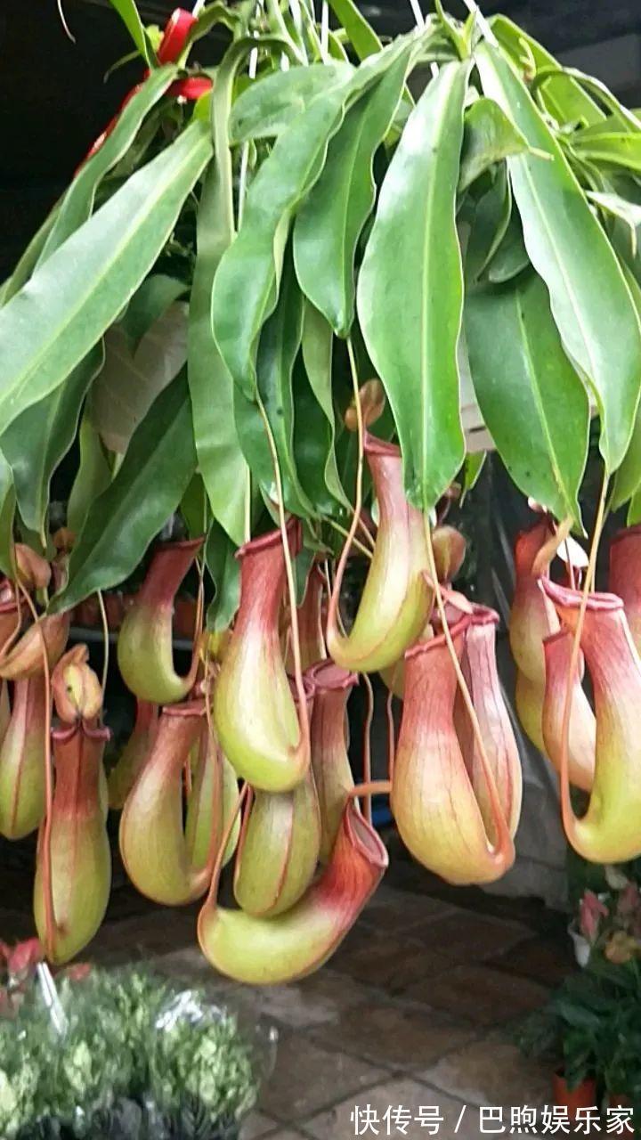 枝条|家里有这6种花,赶紧挂起来,长的快、开花一年比一年多!