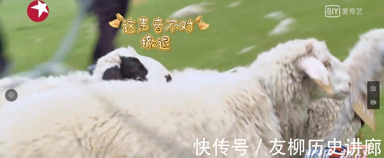 何洛洛|《极限挑战宝藏行2》:各路成员抓羊姿势大赏