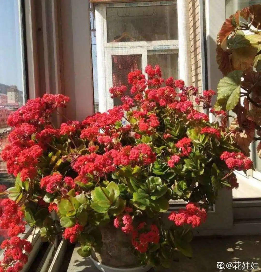 长寿花|1米8的长寿老桩,狠心砍光了,半月重新长一堆!