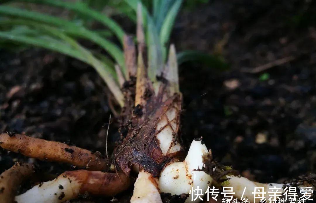 冬季兰花怎么服盆?这两个细节不要做错,来年新芽生长更壮实