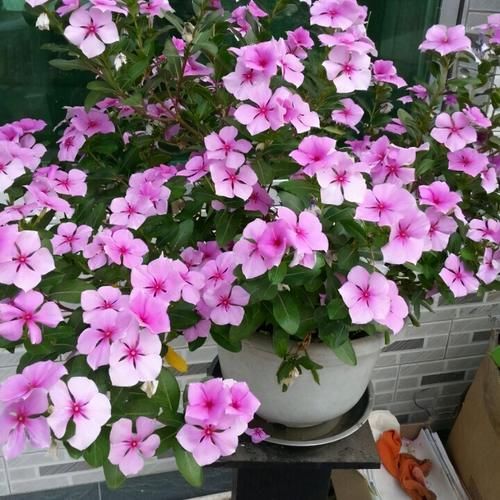 天暖了，建议爱花的人，无论房子大小，养上些花卉，那叫一个美