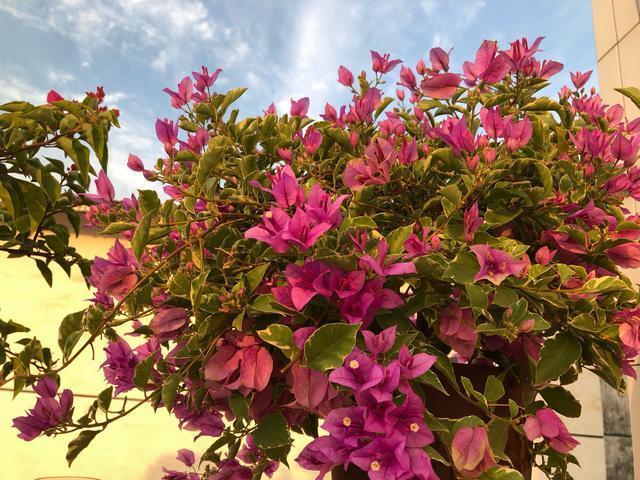 三角梅为什么只长叶不开花,三角梅控水时间,三角梅施肥策略