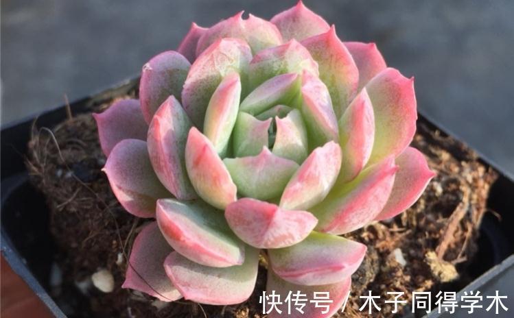 叶片|养一颗秋宴，赴一场秋季的多肉视觉盛宴