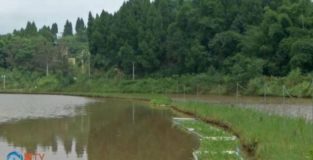 潼南 池塘流水养鱼环保又高产 快资讯