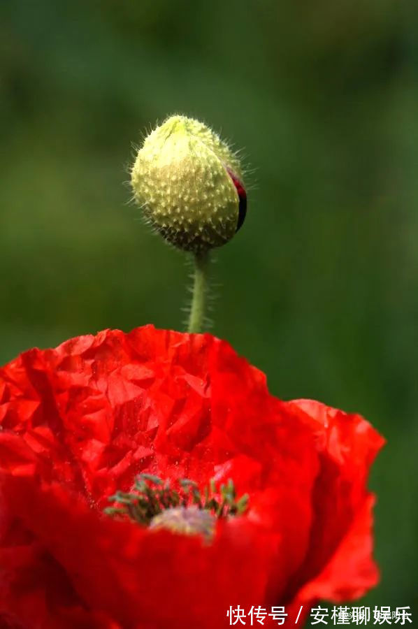 硫化氢|“舞草”虞美人,当微风拂过阳台,它如同飞舞的彩蝶栩栩如生!