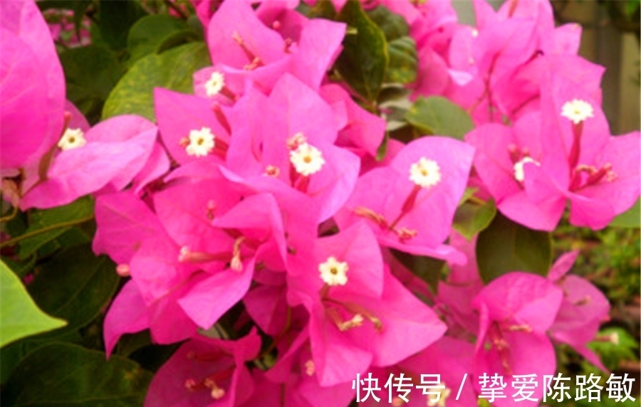 回暖|天气回暖,三角梅养护有妙招,早做3件事,花比叶子多,轻松爆盆