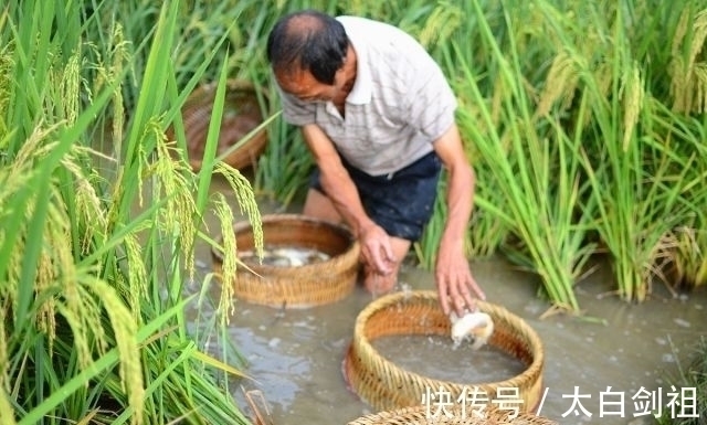不讲武德！男子敲碗抓鱼，鱼是凭声音被一网打尽的吗？