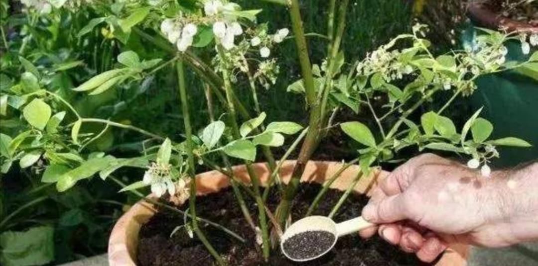 钾元素|用草木灰养花,有这么多好处,但是这类花卉可不能用