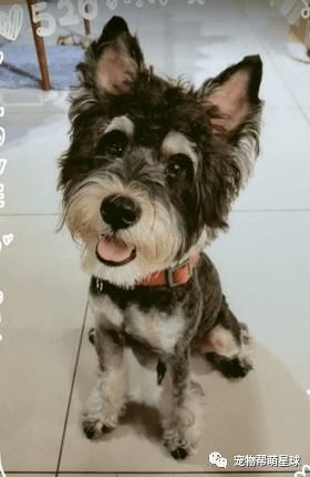 花一千多烫发！回家竟跟卷Q小屁汪同款发型！她大哭：理发师说很流行的！