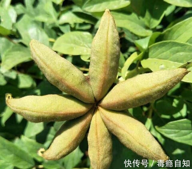 这些花草别买,商家想方设法让你花钱,实物真的太假了!