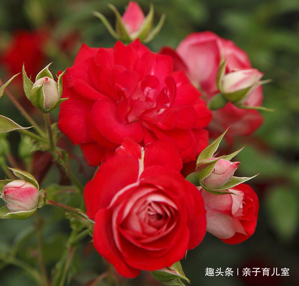 喜欢养玫瑰,不如养“玫瑰精品”德罗斯泰,花开红艳,浓郁芬香!
