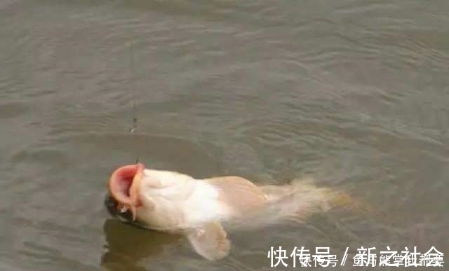 浮漂上顶很清晰，提竿就是没有鱼，这五种原因皆有可能