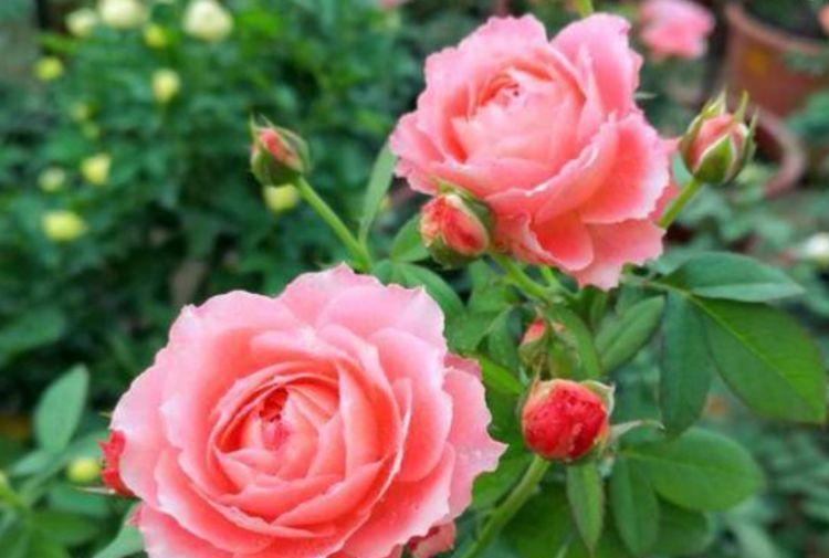 庭院选这几款花,花姿妖娆,花大多又艳,一开就是300多天!