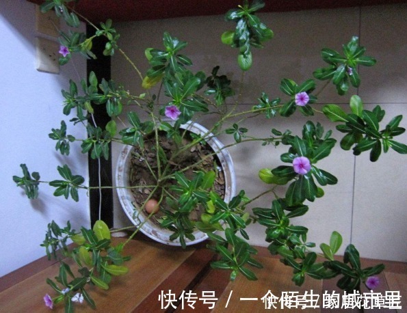 花朵|不招虫3种植物，放在家里又美又干净，心情也会变好，赶紧养1盆