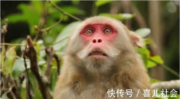大金猴|属猴人的后半生，尤其是1968年的“大金猴”，52岁后指望谁？